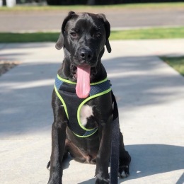 a dog sitting